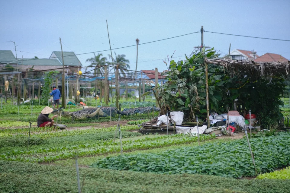 Vườn rau của Trương Thị Bốn